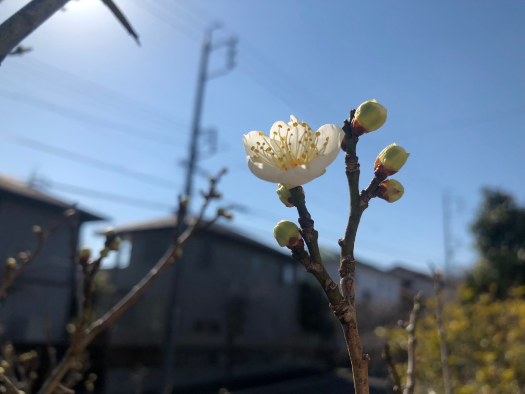 春の訪れ
