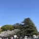 「始まり」の予感に包まれて。鶴舞公園の桜と新年度の決意